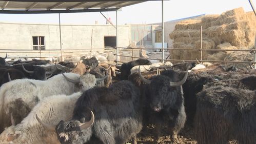 焉耆盆地六个中心 农畜产品交易中心冬季养殖育肥忙
